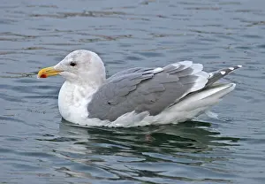 Images Dated 17th February 2006: Beringmeeuw, Glaucous-winged Gull, Larus glaucescens
