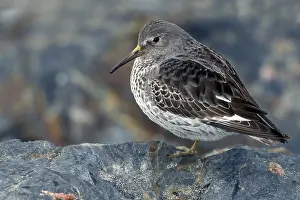 Ptilocnemis Prints: Beringstrandloper, Rock Sandpiper, Calidris ptilocnemis