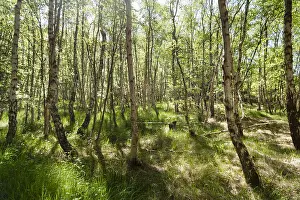 Betula Prints: Berken, Birches