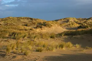 Wassenaar Prints: Berkheide