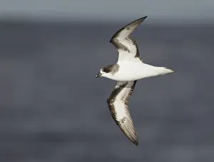 Images Dated 15th November 2012: Bermudastormvogel, Bermuda Petrel, Pterodroma cahow