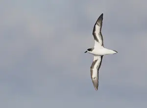 Images Dated 15th November 2012: Bermudastormvogel, Bermuda Petrel, Pterodroma cahow