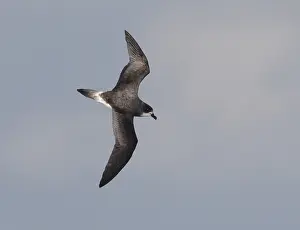 Images Dated 15th November 2012: Bermudastormvogel, Bermuda Petrel, Pterodroma cahow