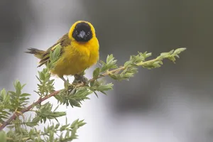 Images Dated 11th July 2021: Bertram's weaver, Ploceus bertrandi