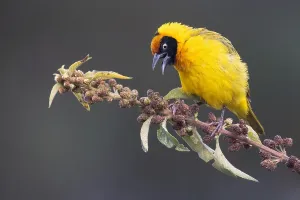 Images Dated 11th July 2021: Bertram's weaver, Ploceus bertrandi