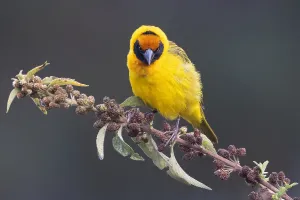 Images Dated 11th July 2021: Bertram's weaver, Ploceus bertrandi