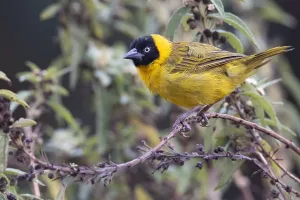 Images Dated 11th July 2021: Bertram's weaver, Ploceus bertrandi