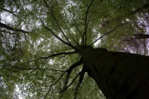 Landgoed Weldam Prints: Beukenbos; Beech Forest