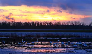 Images Dated 14th January 2015: Bewick's Swan, Cygnus bewickii
