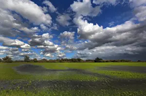 Zoetwater Prints: Biesbosch