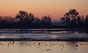 Natuurontwikkeling Prints: Biesbosch