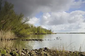 Rivierbos Prints: Biesbosch