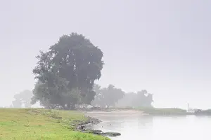 Images Dated 29th June 2009: Biesbosch