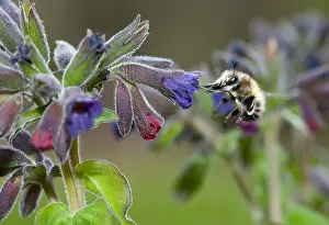 Bloemen Prints: Bij, Bee