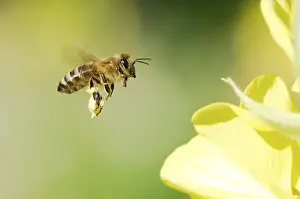 Images Dated 25th September 2014: Bij, Bee