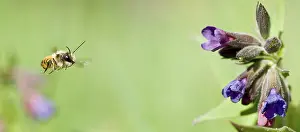 Images Dated 25th September 2014: Bij, Bee