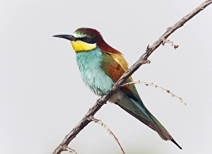 Images Dated 5th May 2009: Bijeneter, European Bee-eater, Merops apiaster