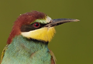 Images Dated 8th June 2010: Bijeneter, European bee-eater, Merops Apiaster