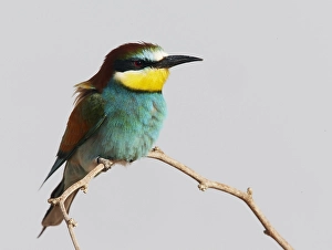 Images Dated 5th May 2009: Bijeneter, European Bee-eater, Merops apiaster