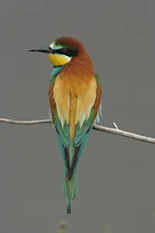 Bill Baston Prints: Bijeneter, European Bee-eater, Merops apiaster