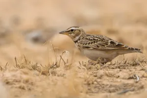 Images Dated 28th March 2018: Bimaculated Lark