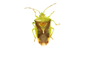 White Background Prints: Birch Shield Bug, Elasmostethus interstinctus