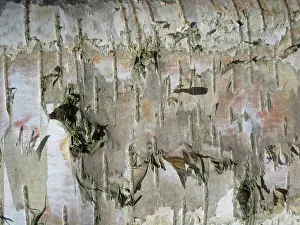 Distinct Prints: Detail of birch tree in the Netherlands