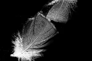 Water Surface Prints: Bird feathers