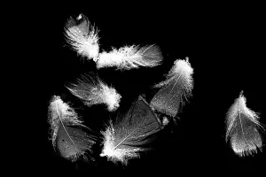 Water Surface Prints: Bird feathers