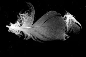Water Surface Prints: Bird feathers
