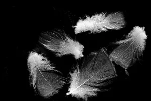 Water Surface Prints: Bird feathers