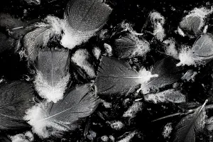 Water Surface Prints: Bird feathers