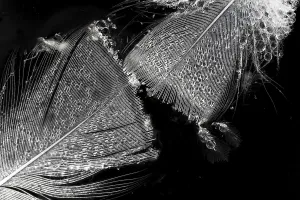 Water Surface Prints: Bird feathers