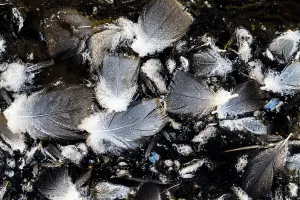 Water Surface Prints: Bird feathers