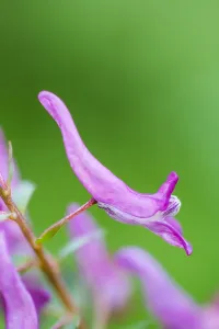 Images Dated 11th April 2018: Bird-in-a-bush, Corydalis solida