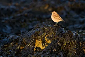 Images Dated 10th October 2021: bird, migration, light, perched