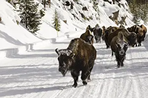 Images Dated 19th January 2017: Bison, Bison bison