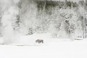 Images Dated 19th January 2017: Bison, Bison bison