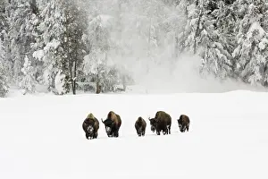 Images Dated 19th January 2017: Bison, Bison bison
