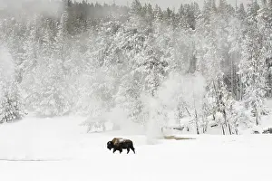 Images Dated 19th January 2017: Bison, Bison bison