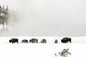 Images Dated 19th January 2017: Bison, Bison bison