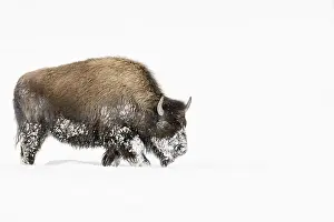 Images Dated 19th January 2017: Bison, Bison bison