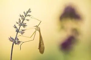Images Dated 26th August 2021: Bittacus italicus