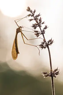 Images Dated 26th August 2021: Bittacus italicus