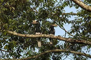 2005 Prints: Black-and-white-casqued hornbill, Bycanistes subcylindricus
