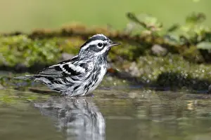 Images Dated 16th April 2018: Black-and-white Warbler, Mniotilta varia