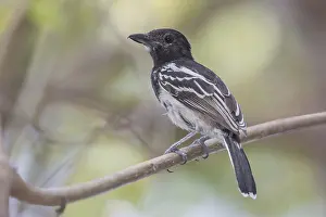 2015 Prints: Black-backed Antshrike (Thamnophilus melanonotus)