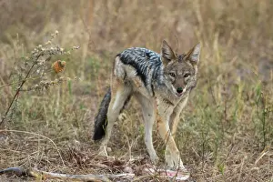 Images Dated 24th July 2017: A black-backed jackal, Canis mesomelas