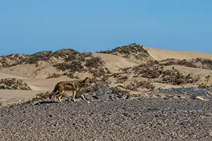 Culture Prints: A black backed jackal walks on a dune