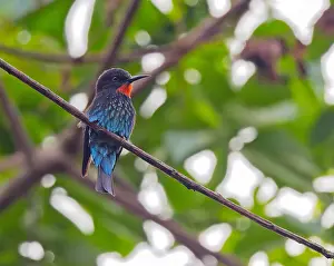 Black Bee-eater, Merops gularis